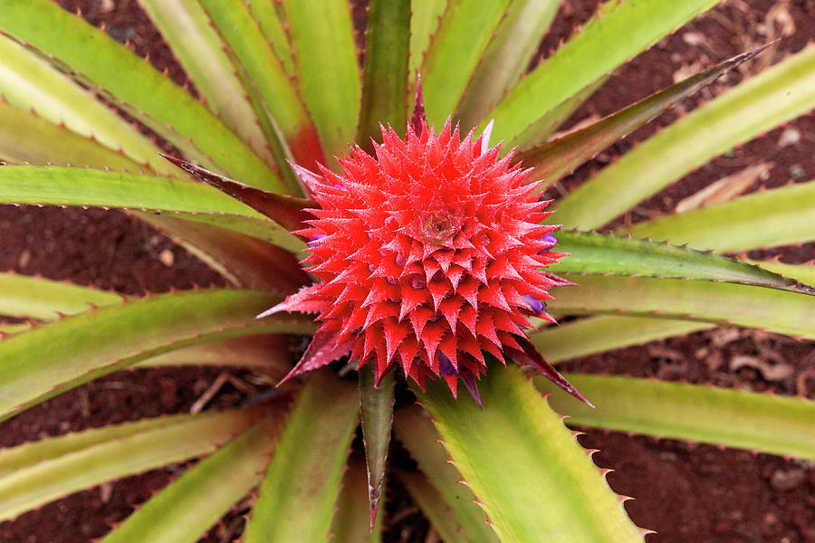 Red Pineapple Photograph by Anthony Jones