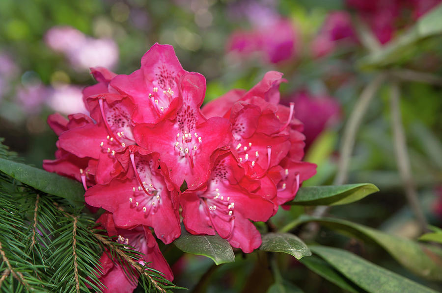Red Pink Bloom of Rhododendron Photograph by Jenny Rainbow