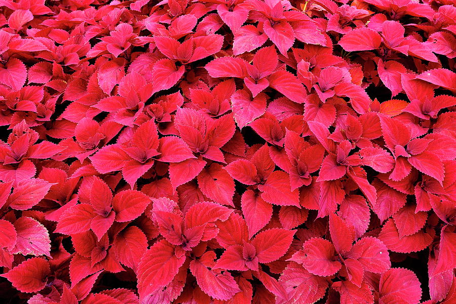 Red Plants Photograph by Guenther Schwermer - Pixels