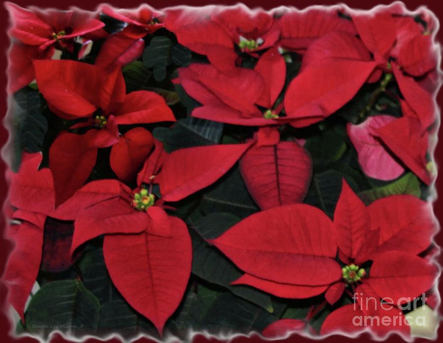 Red Poinsettia Digital Art Photograph by Sandra Huston