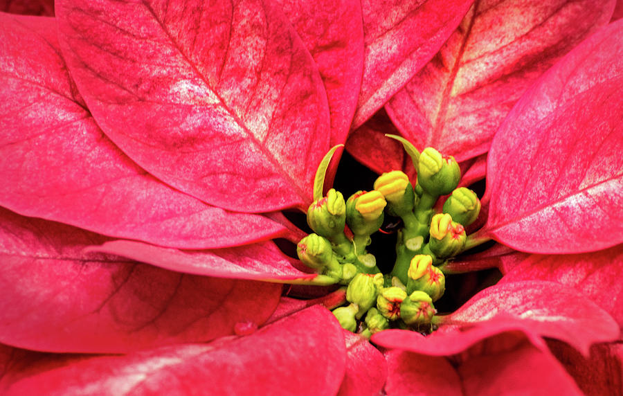 Red Poinsettia Photograph by Don Johnson