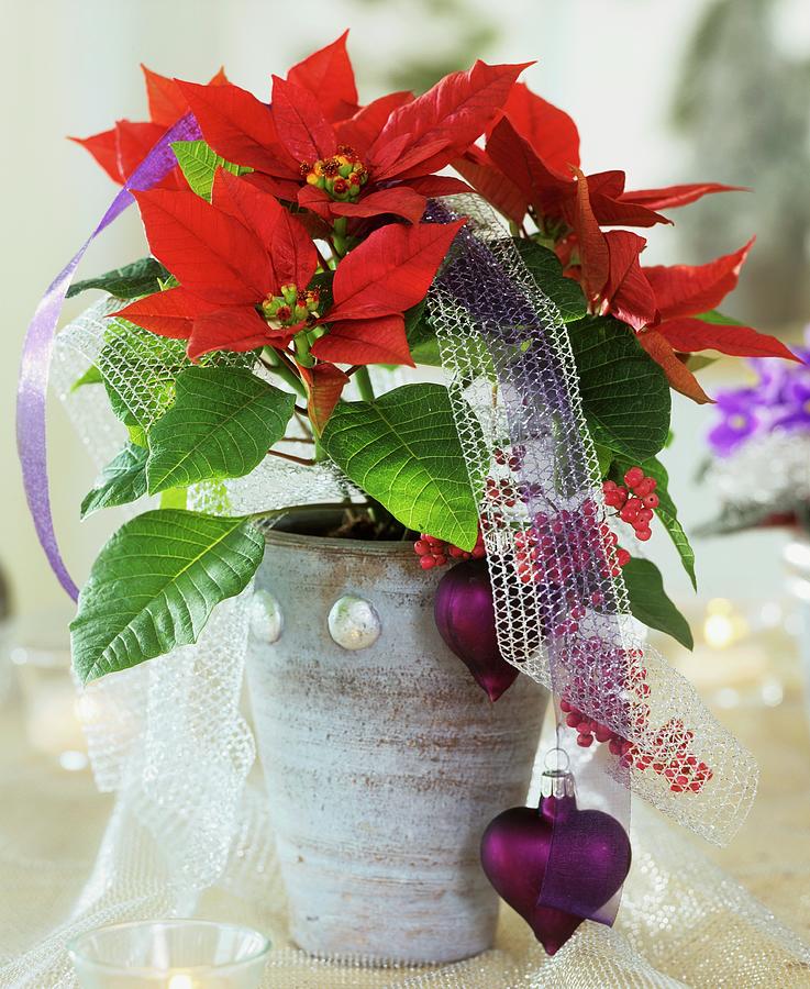 Red Poinsettia In Pot With Heart-shaped Tree Ornaments Photograph by Friedrich Strauss