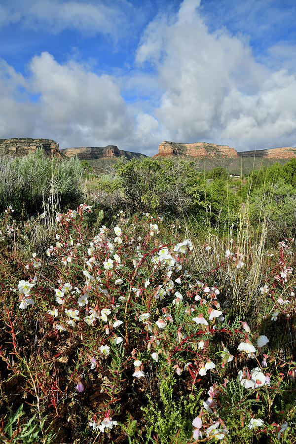Red Point Desert Roses Photograph by Ray Mathis