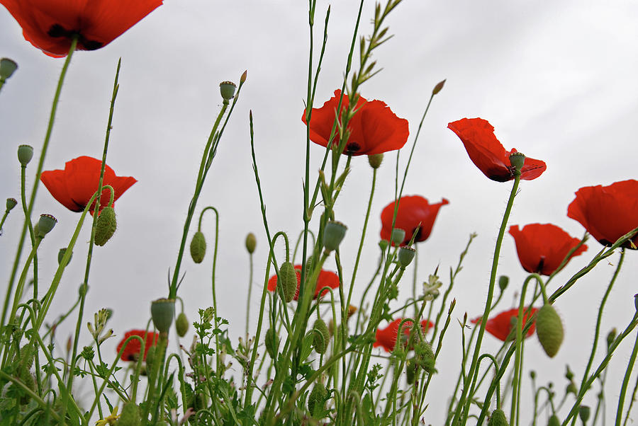 Red Poppies Against Overcast Sky Photograph by Assalve
