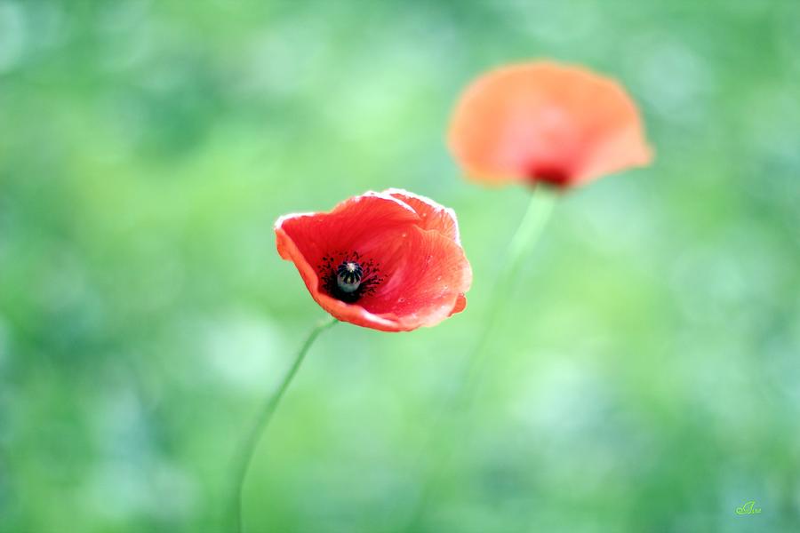 Red Poppies Photograph by Aina Apelthun