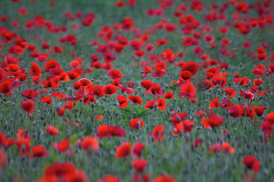 Red Poppies Photograph by Alex Barlow