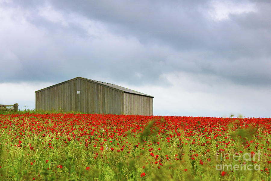 Red Poppies And A Barn Photograph