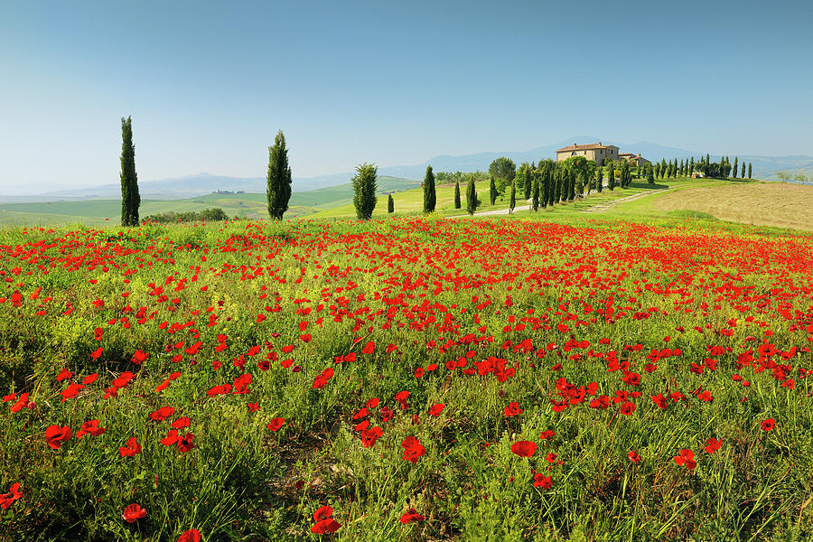 Red Poppies And Farmhouse In Countryside by Cornelia Doerr