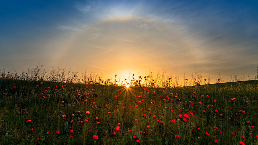 Red Poppies And Sunrise Photograph by Hua Zhu