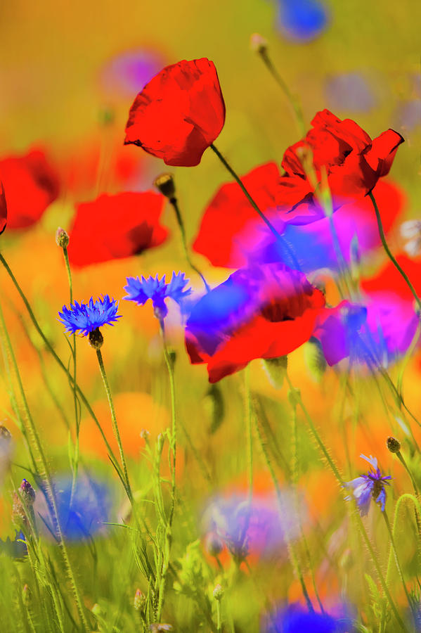 Red Poppies And Wildflowers In A Field Photograph by Bob Pool