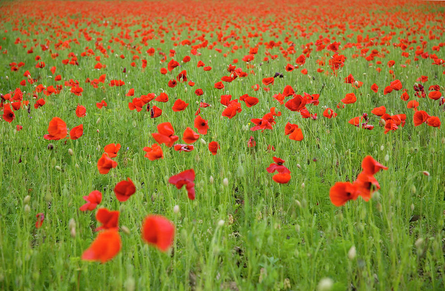 Red Poppies Blooming In Field Photograph by Kim Sayer