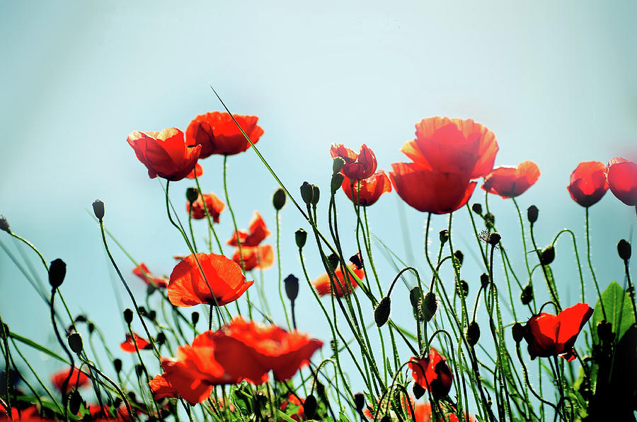 Red Poppies Photograph by By Ana Gassent