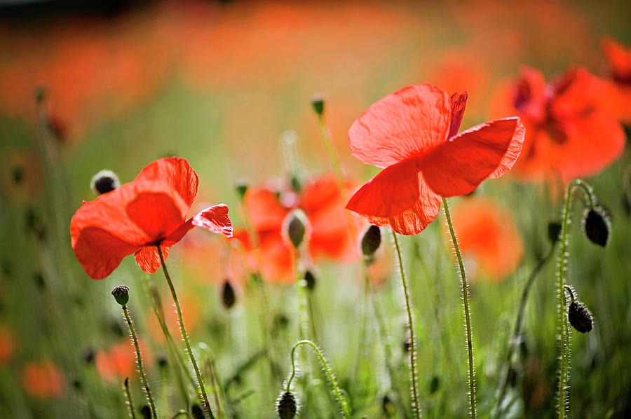 Red Poppies Field Photograph by Jacky Parker Photography