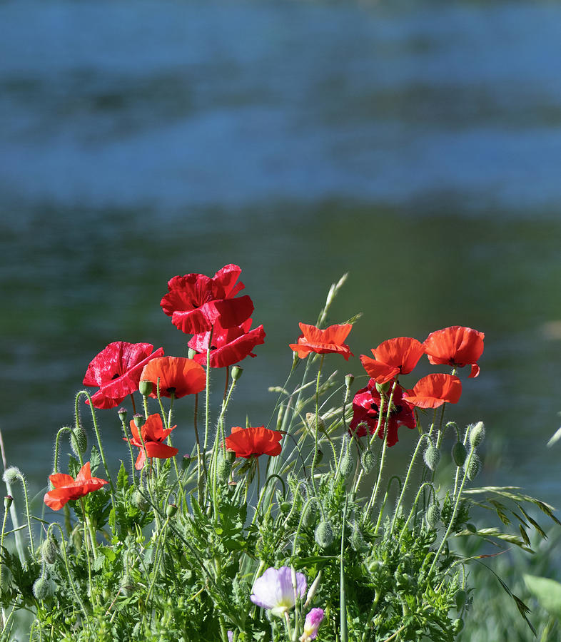 Red Poppies Growing On the Bank Of A Pond Photograph by Patrick Nowotny