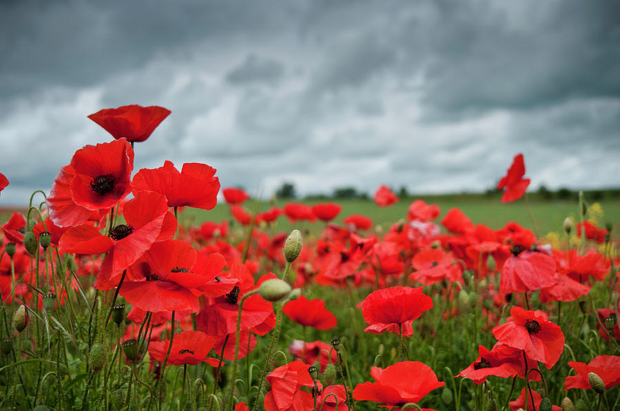 Red Poppies In A Field With A Cloudy Sky Photograph by Fotomonkee