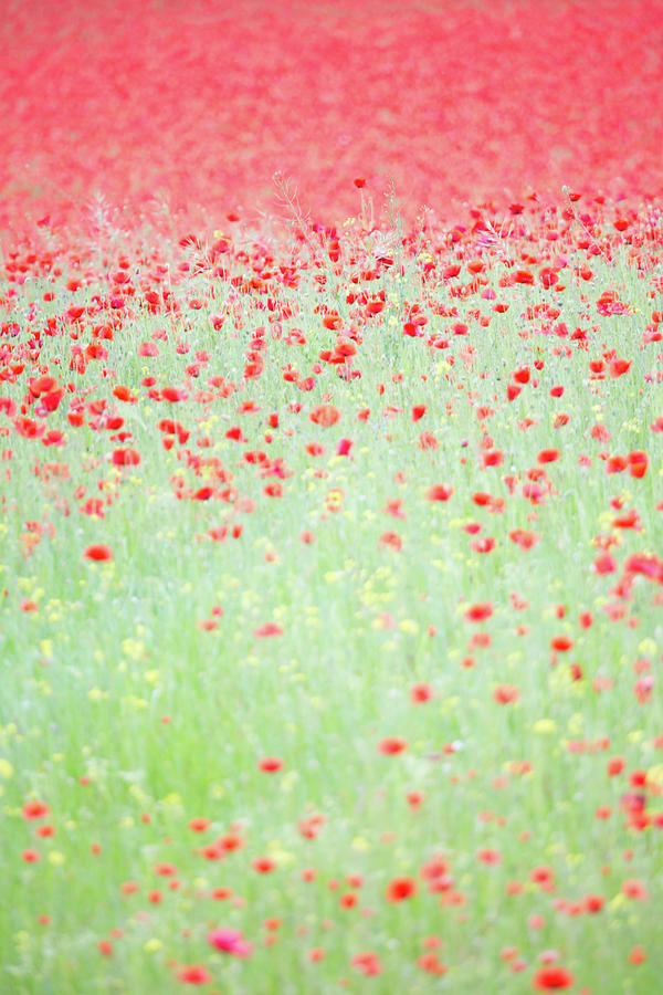 Red poppies in a meadow Photograph by Anita Nicholson