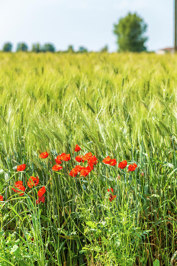 Red Poppies In Green Corn Field  Photograph by Vivida Photo PC