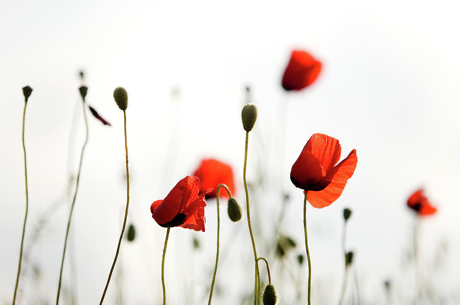 Red Poppies Photograph by Ozgurdonmaz