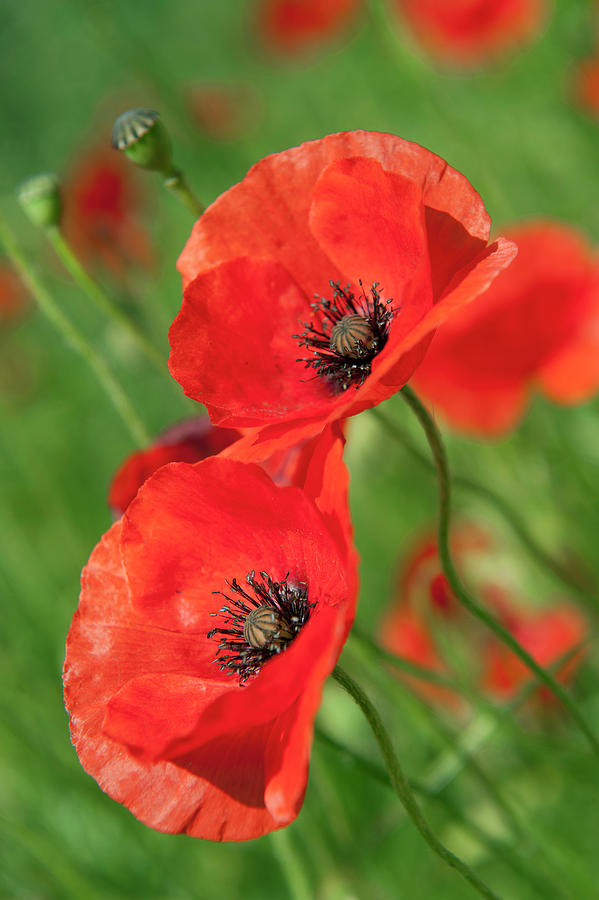Artist Goding Red Poppies Digital Art by Pete Goding | Fine Art America