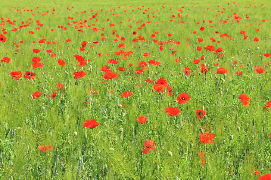 Red Poppies Photograph by Raimund Linke