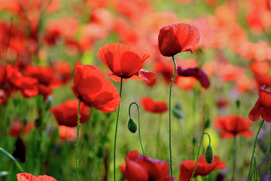 Red Poppies Photograph by Treeffe