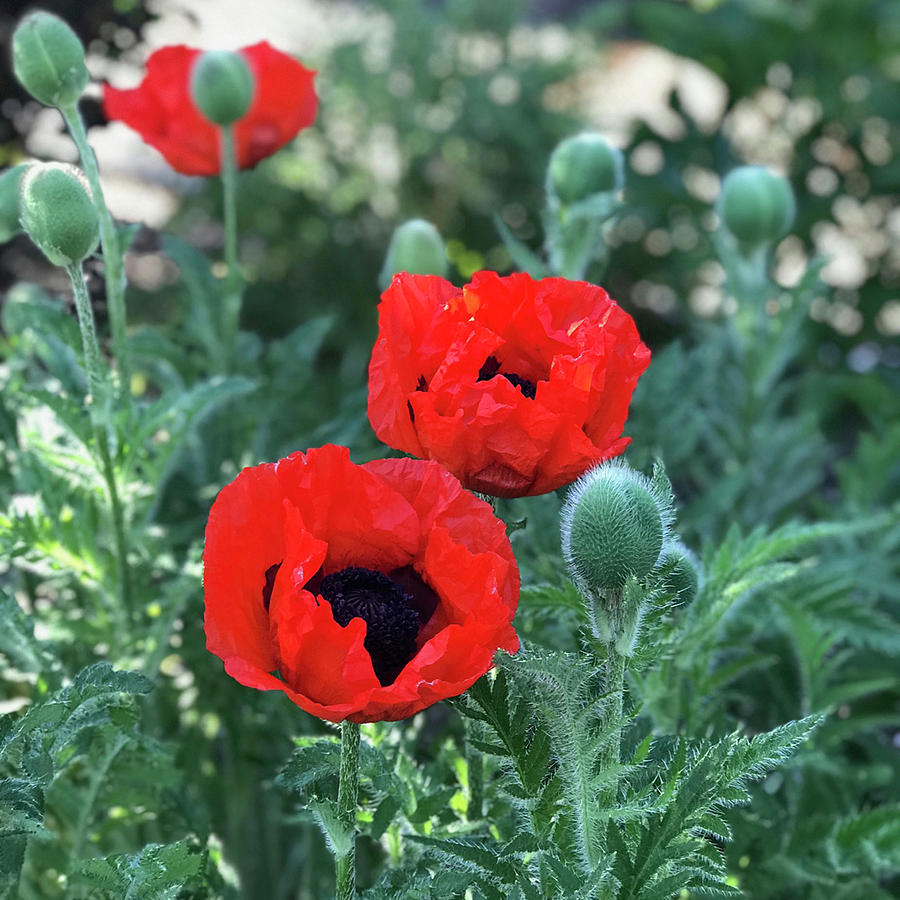 Red Poppies with Buds Photograph by Noa Mohlabane