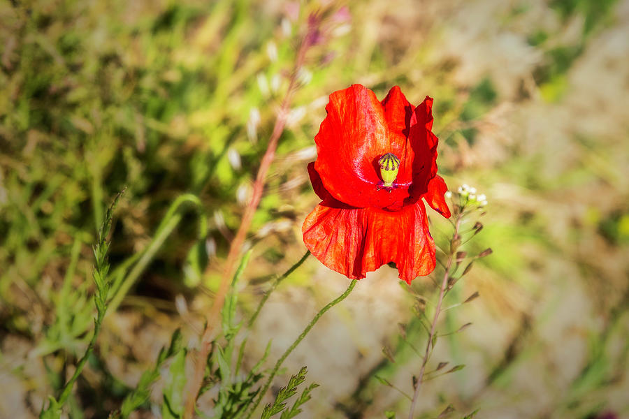 Red poppy 01 Photograph by Chris Smith