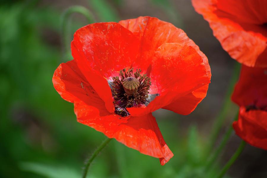 Red Poppy Basking In The Sun Photograph by Patrick Nowotny