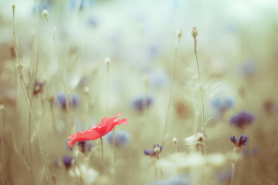 Red Poppy, Blue Cornflowers. Must Be Photograph by (c) Harold Lloyd