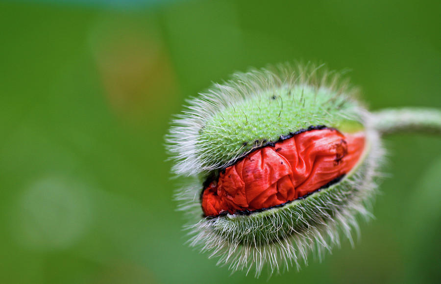 Red Poppy Bud , Close-up Photograph by Universal Stopping Point Photography