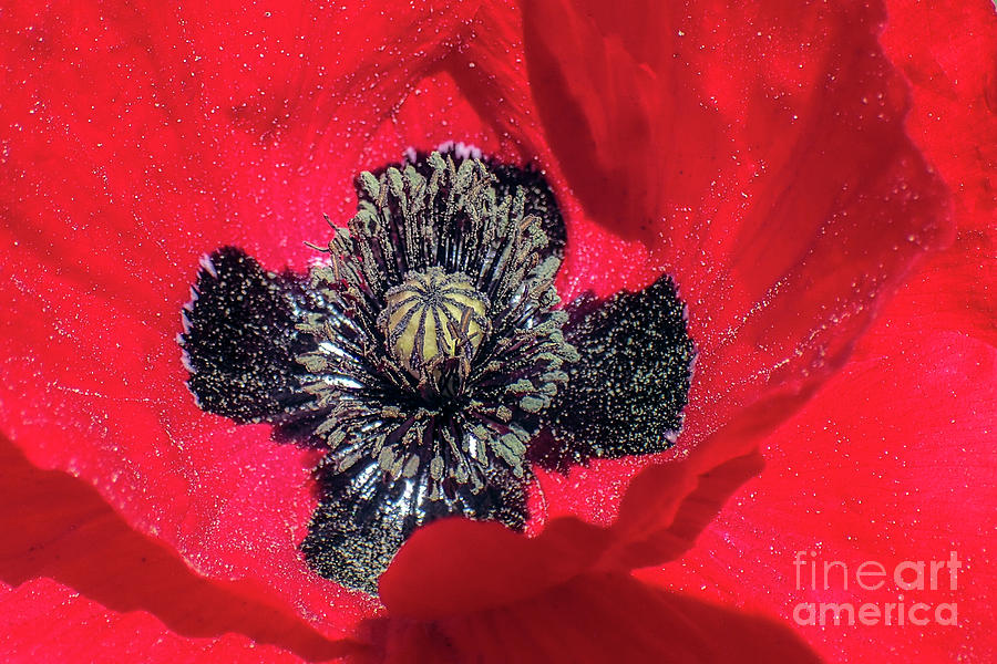 Red Poppy Center Black Closeup Photograph by David Zanzinger