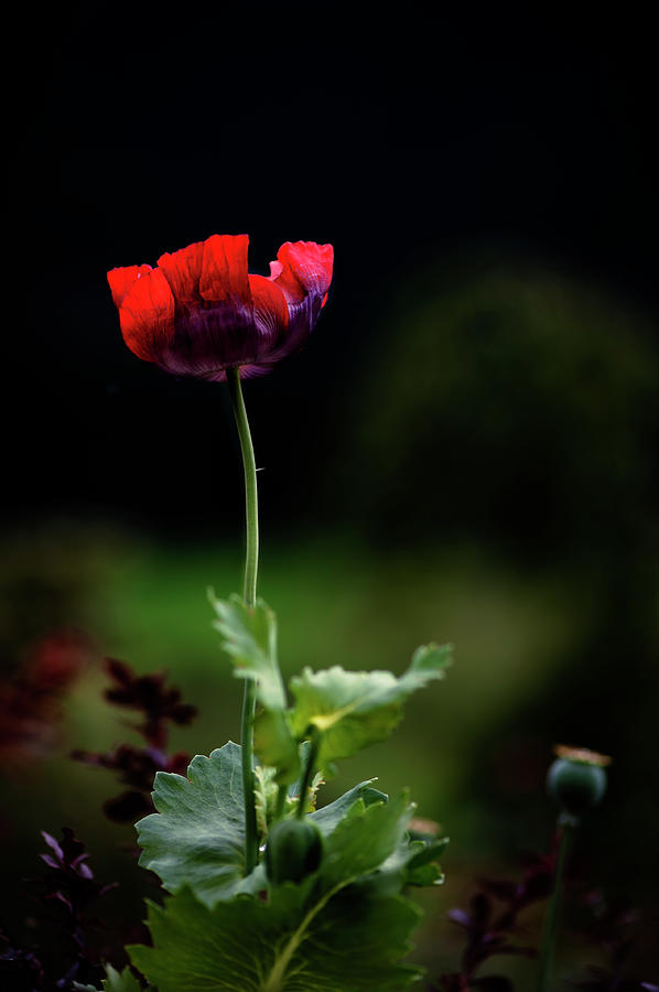Red Poppy Photograph by Claudia Cadoni
