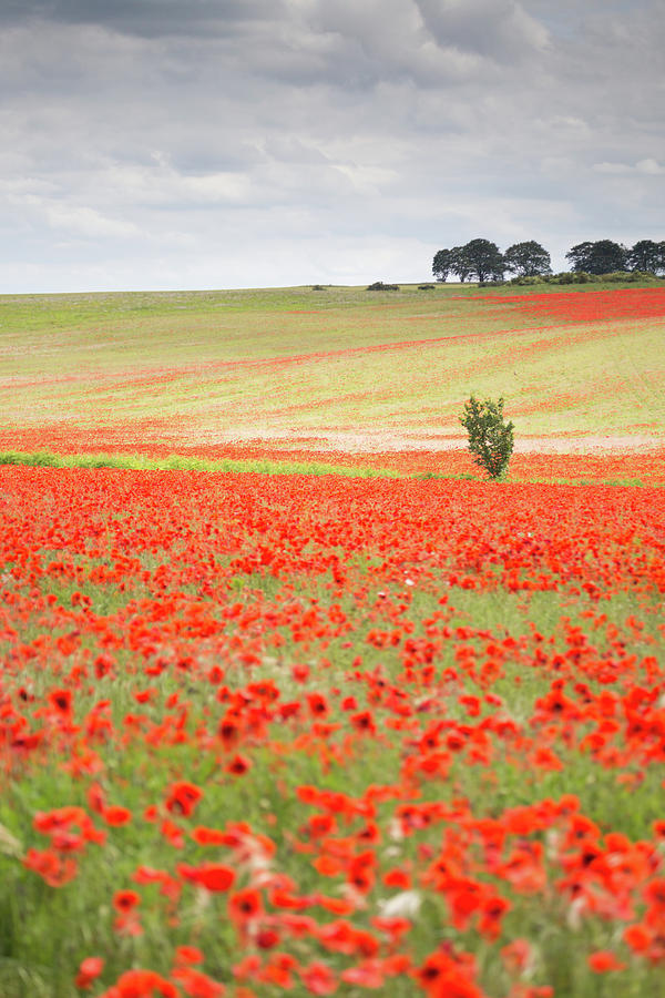Red poppy field, Norfolk Photograph by Anita Nicholson