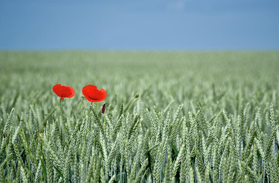 Red Poppy Flower And Buds In Field Photograph by Photographs By Gabor Szello