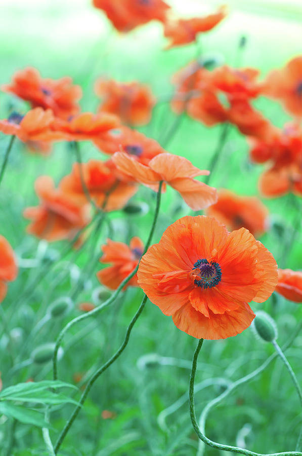 Red Poppy Flower Field - X Photograph by Alpamayophoto