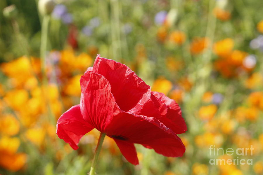 Red Poppy Flower Isolated In Front Of A Bunch Of Orange Flowers