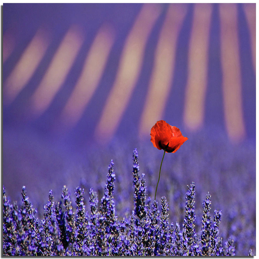 Red Poppy Flower Photograph by Nespyxel