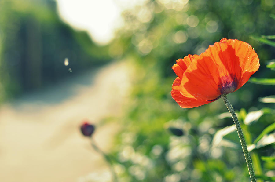 Red Poppy Flower On Pad Photograph by Photo By Ira Heuvelman-dobrolyubova