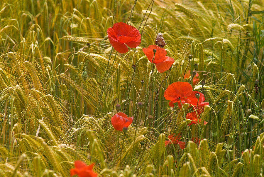 Red Poppy Flowers In Wheat Field Photograph by Chris Sattlberger