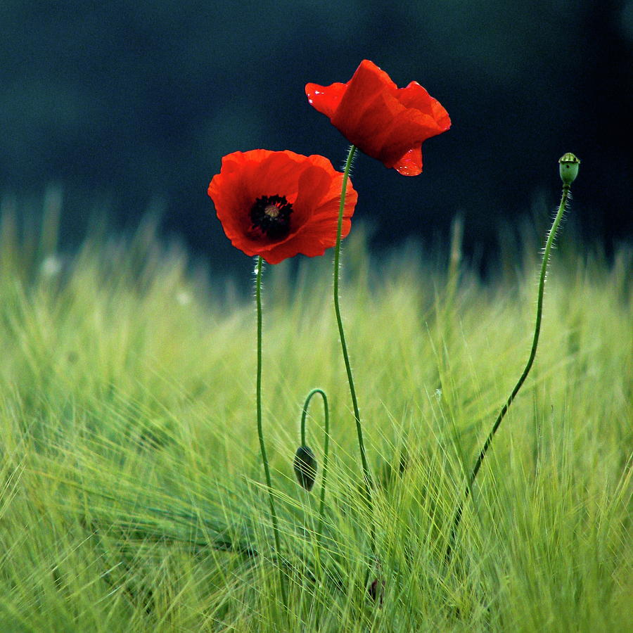 Red Poppy Flowers Photograph by Talitha Z. Hoppe