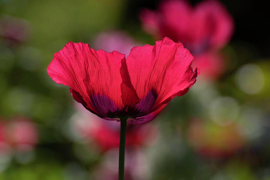Red Poppy Photograph by Forest Floor Photography