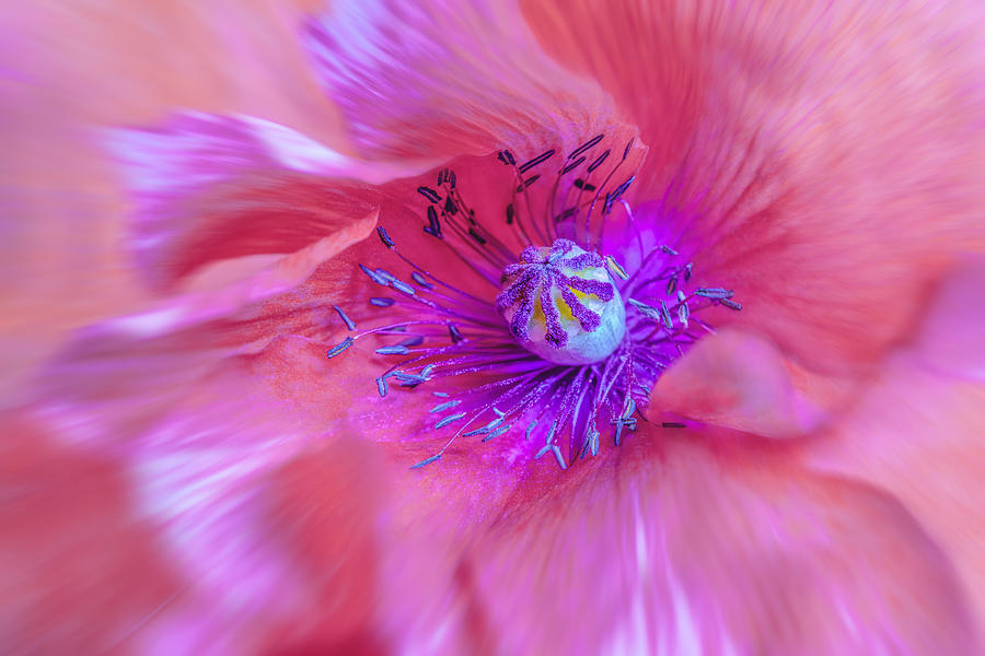 Flowers Still Life Photograph - Red Poppy by Grace Su