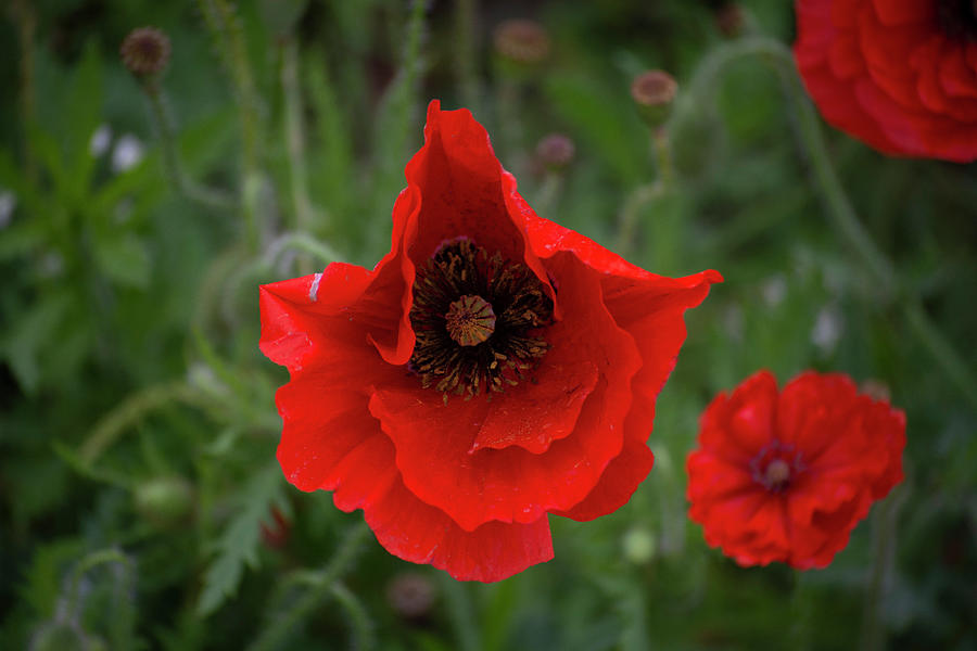 Red Poppy In Georgetown Photograph by Patrick Nowotny