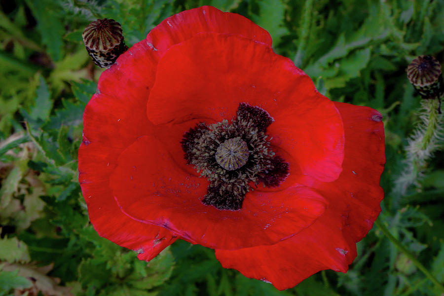 Red Poppy Photograph by Lora J Wilson