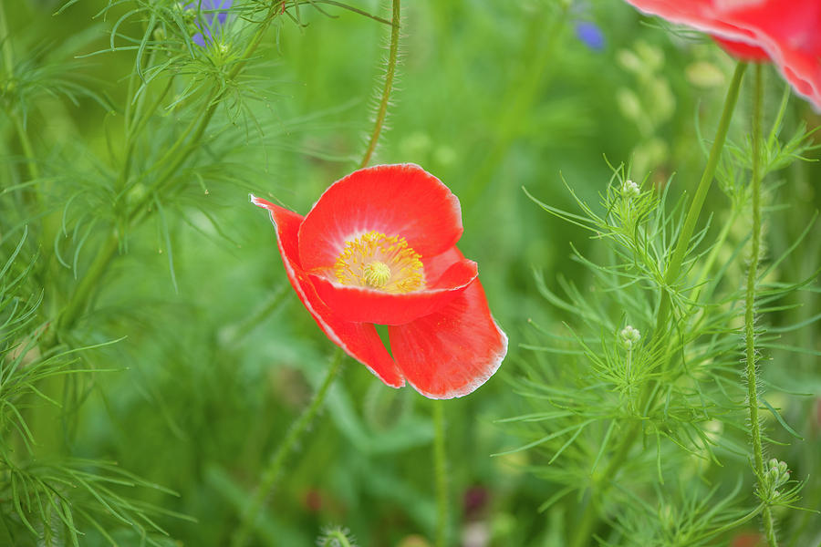 Red Poppy Photograph by Mark Duehmig