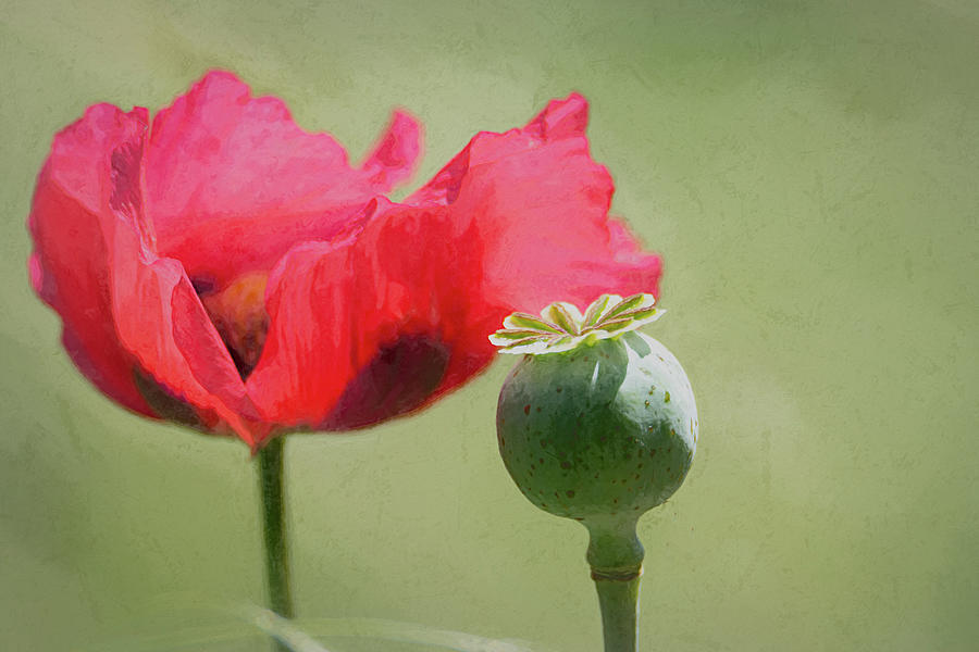 Red Poppy New Beginnings Digital Art by Debra Martz