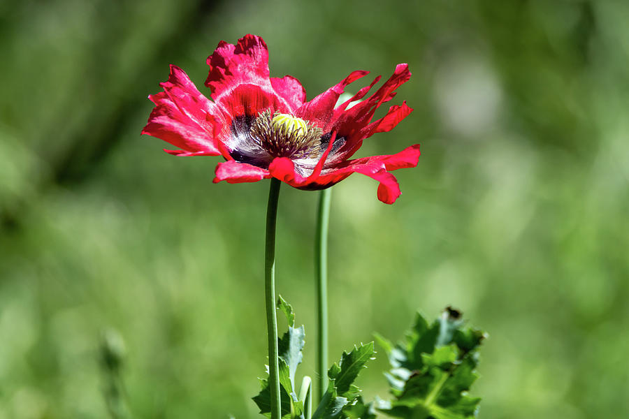 Red Poppy Wildflower Photograph by Debra Martz