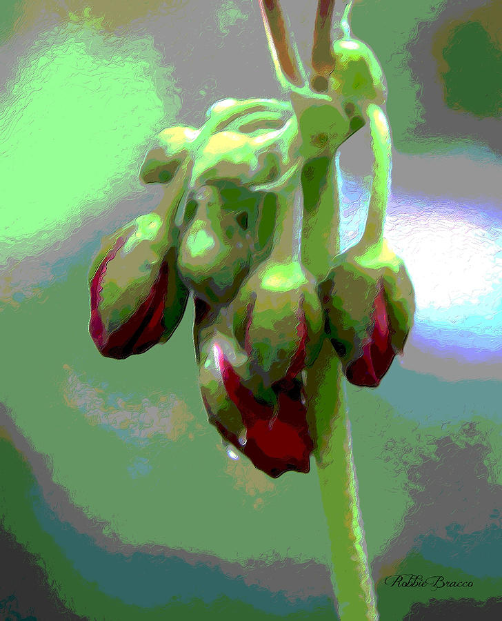 Red Posterized Geranium Flower Buds Photograph by Philip And Robbie Bracco