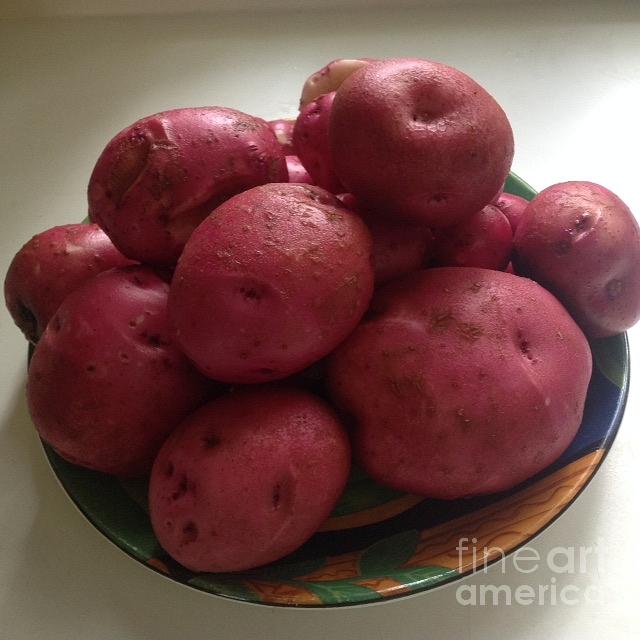 Red Potatoes Photograph by Julie Rauscher
