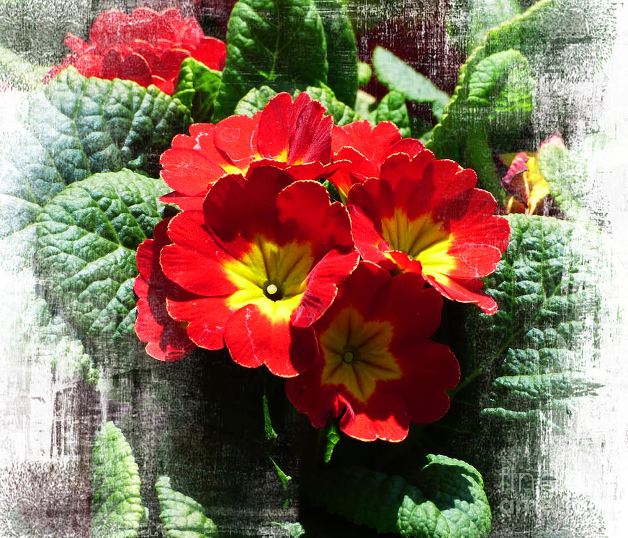 Red Primroses 2 Photograph By Trudee Hunter Fine Art America